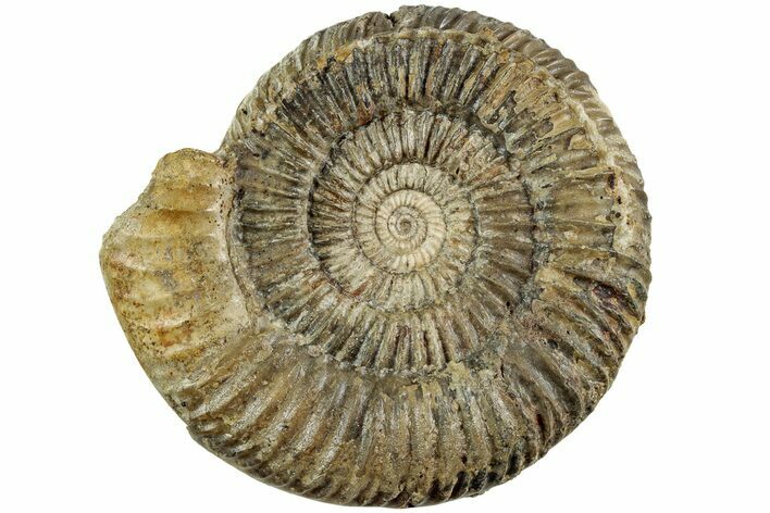 Jurassic Ammonite (Stephanoceras) Fossil - France #227346